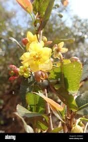 Image result for Eugenia natalitia