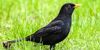 Immer seltener sind diese einheimischen vögel bei uns vor der tür zu finden. Todlicher Amsel Virus In Rhein Berg Nachgewiesen Burgerportal Bergisch Gladbach