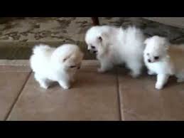 Check out our blog for the latest news and posts. White Pomeranian Puppies For Sale Youtube