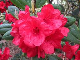 Rhododendron Ostbos Red Elizabeth Did I Plant This In Grandma S Garden Or In The Back Garden By The Grape Trellis Yo In 2020 Rhododendron Grape Trellis Showy Flowers