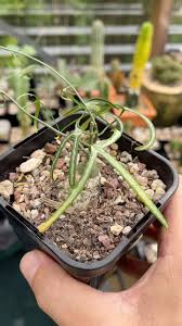Image result for Adenia kirkii
