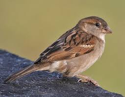 House Sparrow Wikipedia Animal Spirit Guides Animal Spirit Guide Animal Symbolism