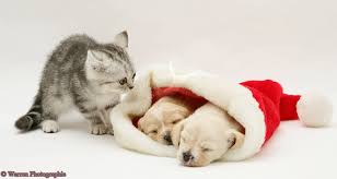Check spelling or type a new query. Christmas Hd Wallpaper Puppies Kitten Themes