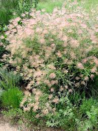 Your landscape can be designed. Nine Shrubs For Colorado That Even The Knights Of Ni Would Love The Denver Post