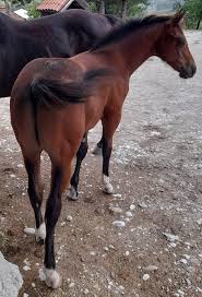 Image result for Light Buckskin 1989 Colt