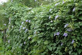 Image result for Thunbergia