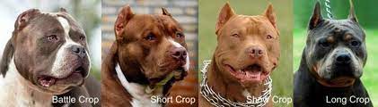A review of current canine industry position statements reveals there is ongoing conflict between hunters, dog breeders and show clubs. Ear Cropping In Dogs How Is Ear Cropping Done Is It Cruel Necessary Good Bad