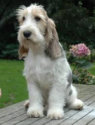 Grand Griffon Venden Dog Breeds Beautiful Dogs Cute Dogs