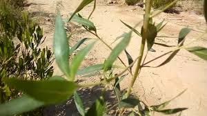 بشكل الورقة ممكن تعرف تفرق بين الديدونيا والكينوكاربس انتظرني قريبا plants garden