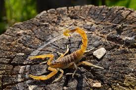 Image result for Scorpion