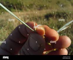 Image result for Trachypogon