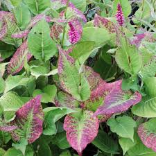 Image result for Gynura amplexicaulis