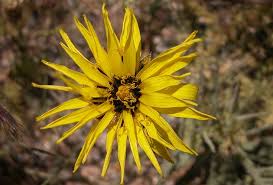 Image result for Pseudopodospermum hispanicum