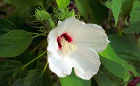 Hibiscus Des Marais Hibiscus Moscheutos Ou Ketmie Des Marais Hibiscus des marais hibiscus des marais arbre : binette jardin le monde