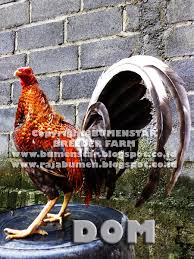 Maybe you would like to learn more about one of these? Indukan Pejantan Bumenstar Farm