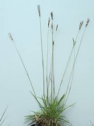 Image result for Alloteropsis semialata