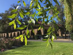 Image result for Maytenus