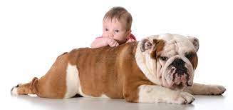 Baby With Bulldog Stock Photo Image Of Play Friends 38792148