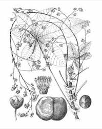 Image result for Ricinodendron