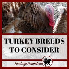 11 11 turkey breeds you need to know about if you plan to