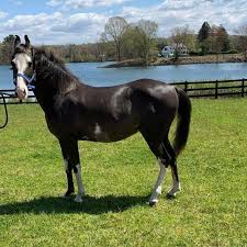 Über 20 nachrichten auf deutsch zum thema lilienthal einbruch. Marwari Horses Germany Posts Facebook