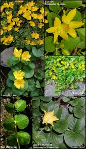 Image result for Lysimachia