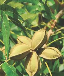 Carya illinoinensis it typically has a spread of with a trunk up. Market Timing Your Pecan Production A Questionable Decision Pecan South Magazinepecan South Magazine The Pecan Industry S Leading Publication Published Monthly For Pecan Producers Processors And All Others Involved Or Interested