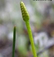 Image result for Ophioglossum thomasii