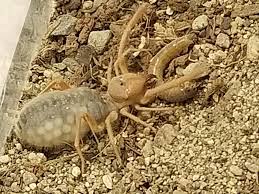 More specifically the middle eastern desert. Gravid Camel Spider Invertpets