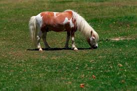 Round lake, il 60073 phone; Mini Ponys Kein Spielzeug Fur Kinder