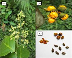 Image result for Celastraceae