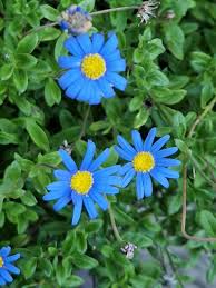 Image result for Felicia muricata