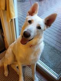 Meet this athletic, intelligent, and independent breed! White German Shepherd Rescue White German Shepherd Miniature German Shepherd German Sheperd Dogs