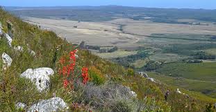 Image result for Xerophyta schlechteri