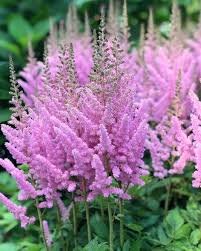 Fiorellini a grappolo profumatissimi che crescono inizio primavera. Flora Import Olanda Di Rene Stins Publications Facebook