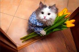Or cat can be a catamaran or cat can be (computing) a program and command in unix that reads one or. Create Meme Cat With A Bouquet Of Flowers Cat With Flowers Cat With Tulips Pictures Meme Arsenal Com