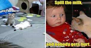 Image result for lolcats