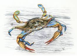 How do you draw a crab step by step? Blue Crab Drawing By Jana Goode