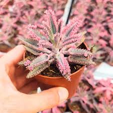 Image result for Kalanchoe daigremontiana