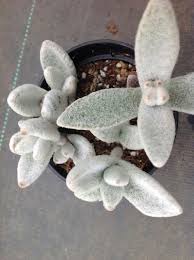 Pianta Succulenta Kalanchoe Eriophylla Snow White Panda Plant Cactus Y Suculentas Plantas Suculentas Nombres De Cactus