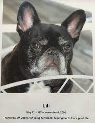 Visiting Vet French Bulldogs The Martha S Vineyard Times