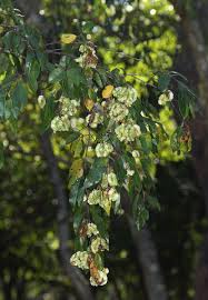 Image result for Pteleopsis