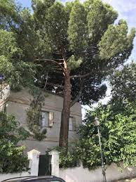 Large trees such as pine or oak trees will usually cost between $300 and $1,000 when you hire a professional tree how many trees you need to trim will also impact the overall cost. Limbing Up Pine Trees Costs Diy Option Hire Cheap New Guide 2021