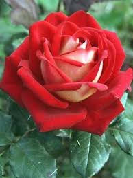 California Gardening Cucumbers Trellis Gardening Tools And Equipment At Wilko Stores Gardening Help For The El Rose Seeds Black Rose Flower Hybrid Tea Roses