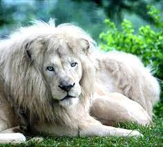 Honey And Bee Animals Animals Beautiful Animals Wild