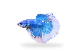 Image result for betta fish