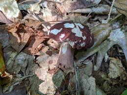 Image result for Boletus separans