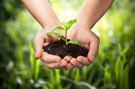 Cẩm nang chăm sóc cây hoa hải đường trước Tết và sau Tết - Agri.vn