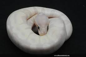 We did not find results for: Super Banana