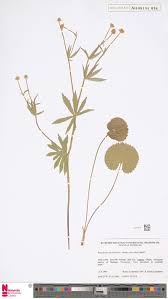 Image result for Psychotria mildbraedii